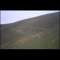 69-Vaches-en -file-Goulier.jpg